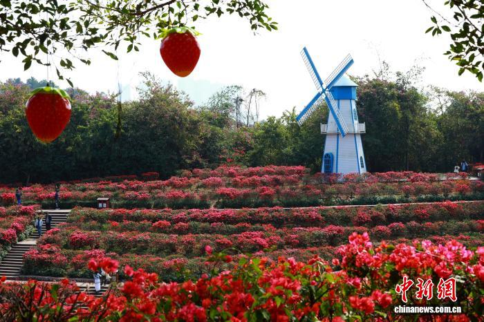 Зимнее цветение в Наньнине привлекает туристов