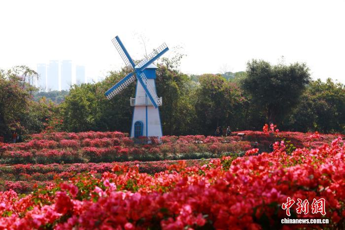 Зимнее цветение в Наньнине привлекает туристов