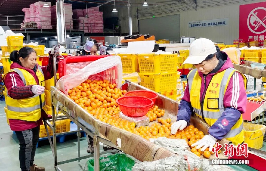 Кумкват — визитная карточка китайского уезда Жунъань