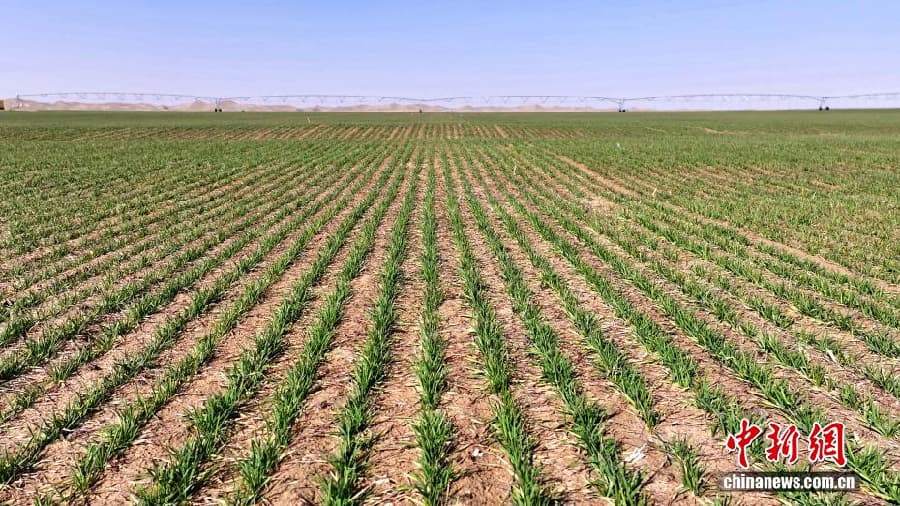 В пустыне на юге Синьцзяна начался период вегетации озимой пшеницы