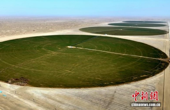 В пустыне на юге Синьцзяна начался период вегетации озимой пшеницы