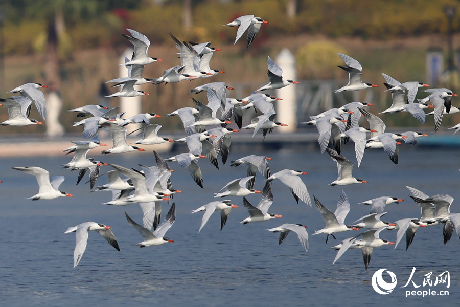Чегравы парят над заливом Синлинь в Сямэне