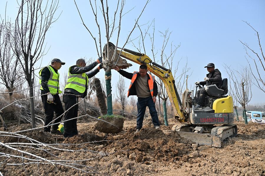 Коэффициент покрытия лесами и пастбищами в Китае превысил 56 проц. - доклад
