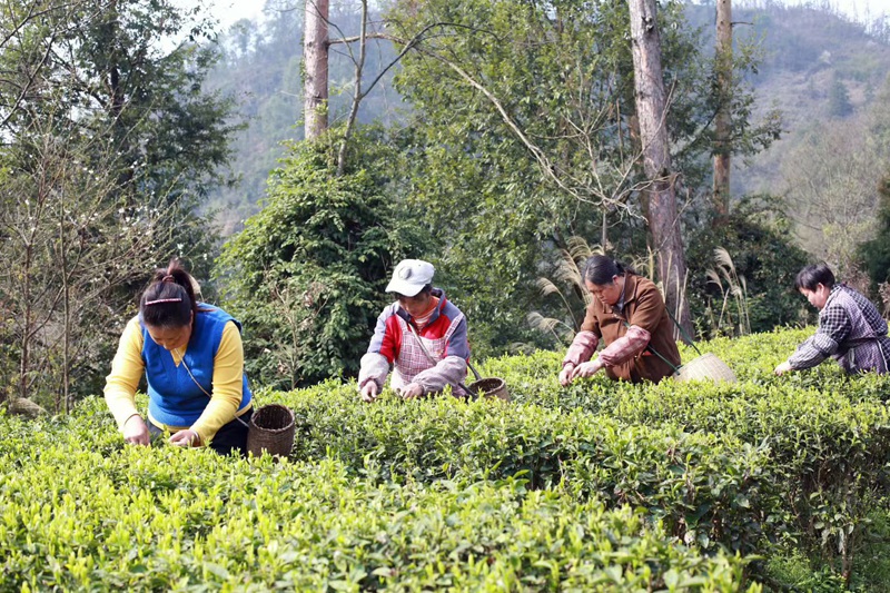 В китайском поселке Цинчи начался сбор весеннего чая