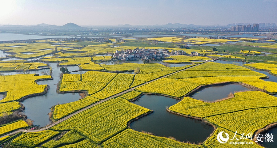 В Уху начался сезон цветения рапса