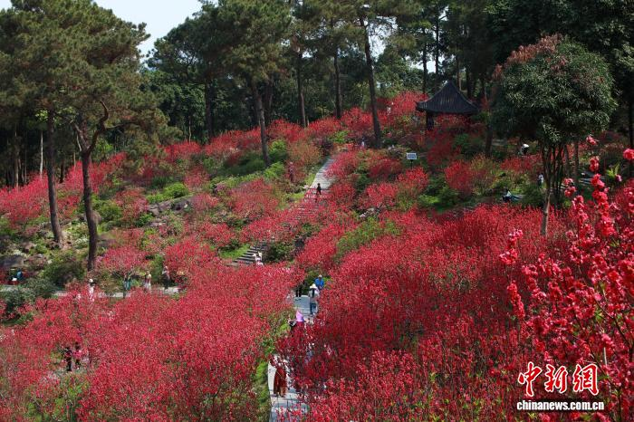 В Наньнине зацвели персиковые деревья