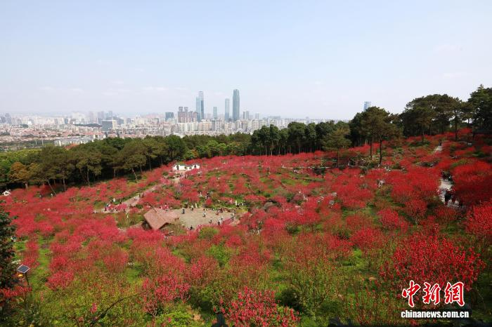 В Наньнине зацвели персиковые деревья