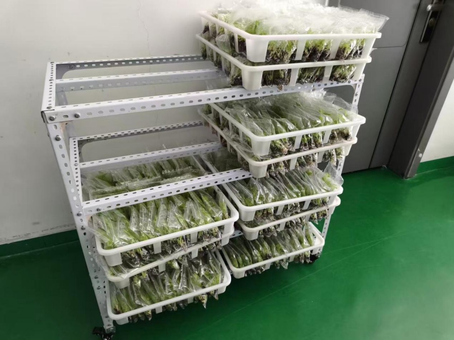 В Хайкоу создан крупнейший банк тропических генетических ресурсов