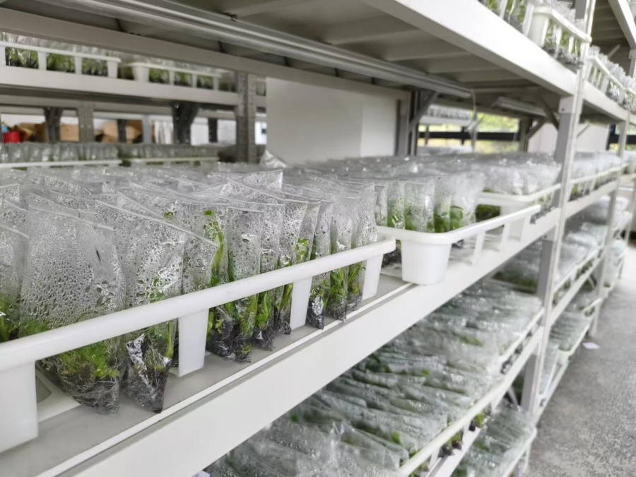 В Хайкоу создан крупнейший банк тропических генетических ресурсов