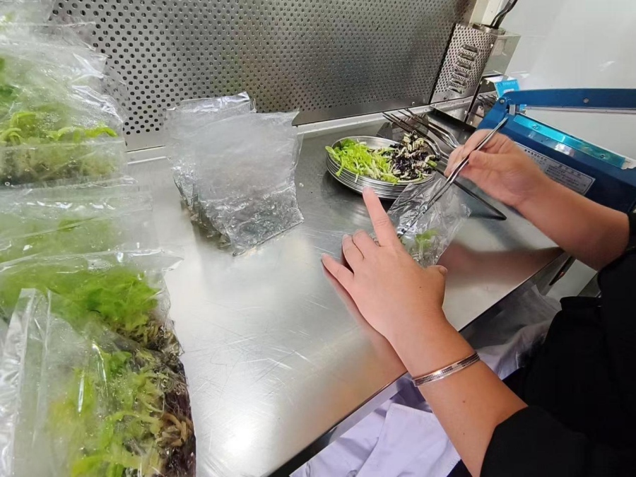 В Хайкоу создан крупнейший банк тропических генетических ресурсов