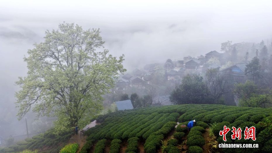 Весенняя красота дунской деревни в Гуанси