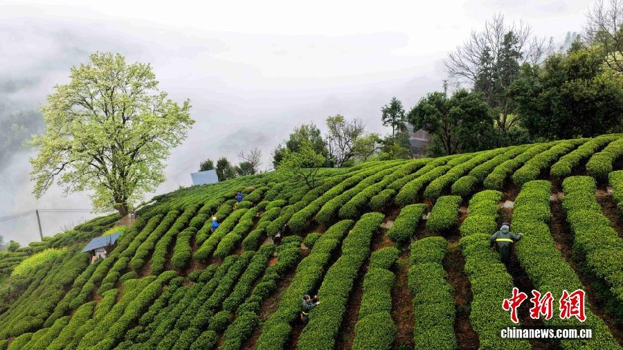 Весенняя красота дунской деревни в Гуанси