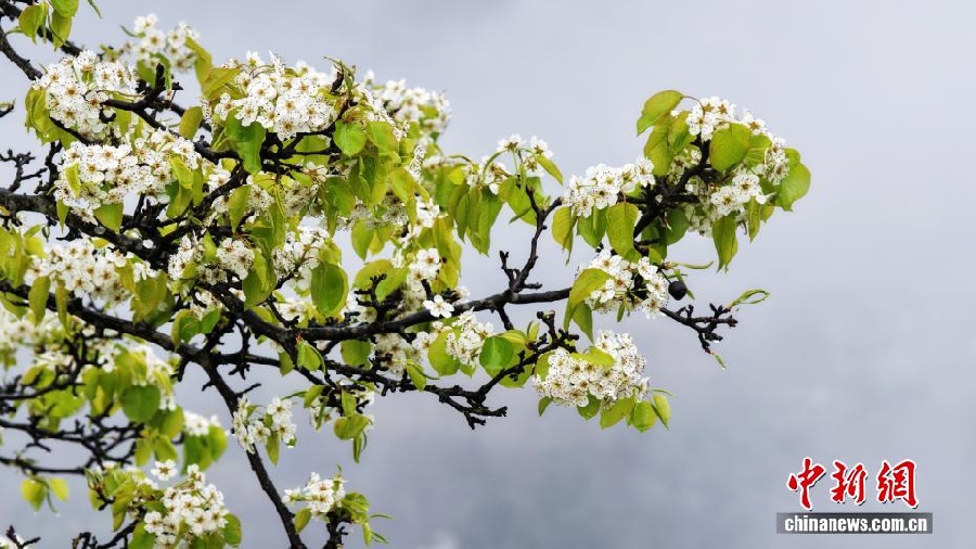 Весенняя красота дунской деревни в Гуанси