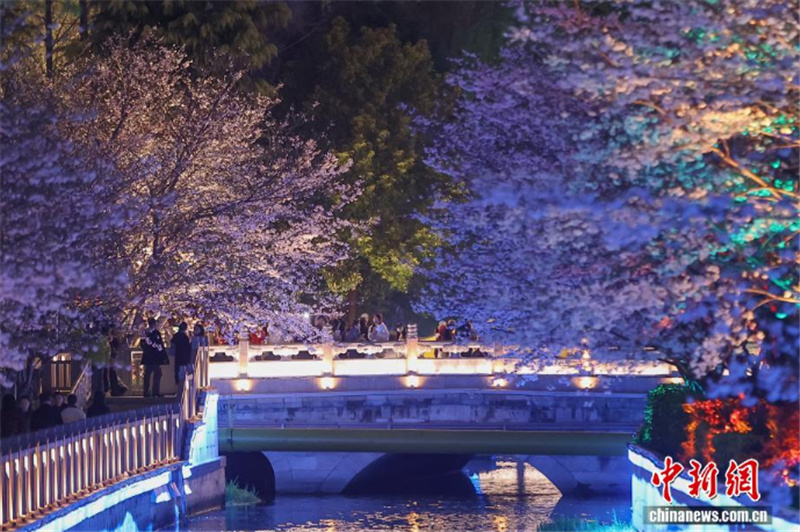 Цветение сакуры украшает вечернюю набережную в Нанкине