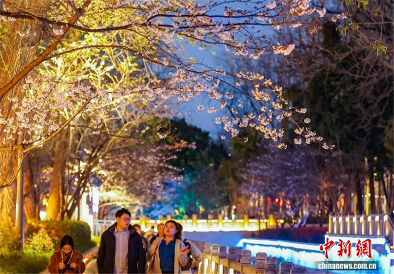 Цветение сакуры украшает вечернюю набережную в Нанкине