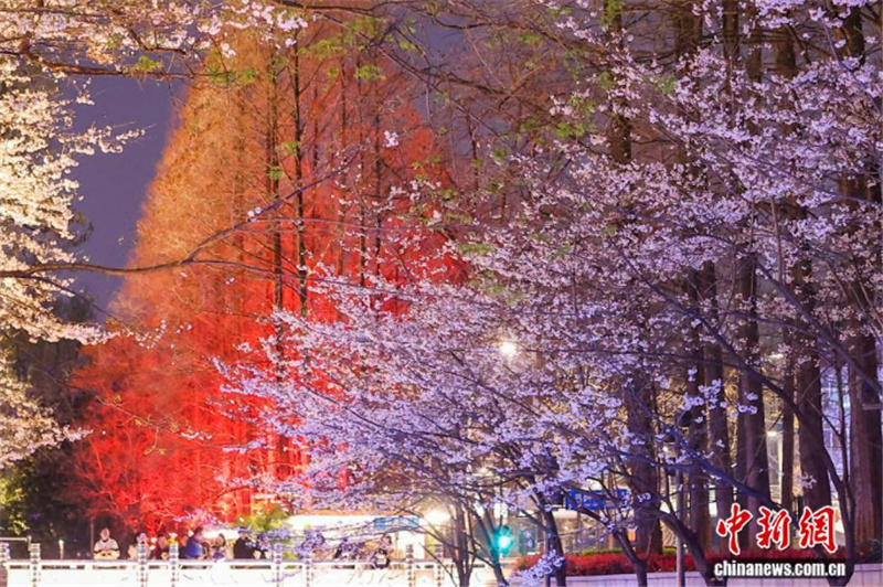 Цветение сакуры украшает вечернюю набережную в Нанкине