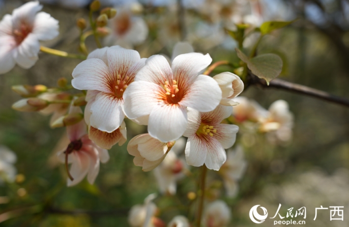 В китайском уезде Силинь зацвели тунговые деревья