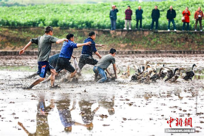 В Сычуани сельские спортивные игры открыли сезон весенних полевых работ