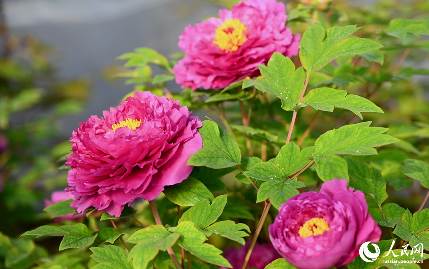 В Лояне зацвели первые пионы