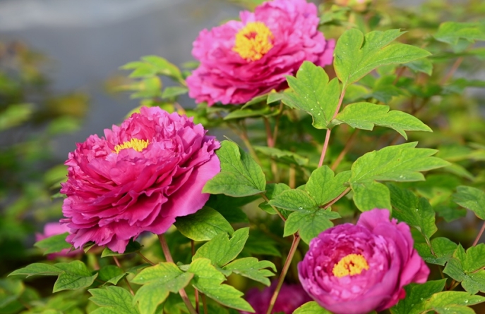 В Лояне зацвели первые пионы