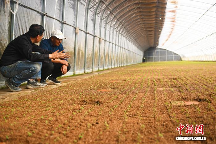 В Динси идёт сезон отбора семенного картофеля