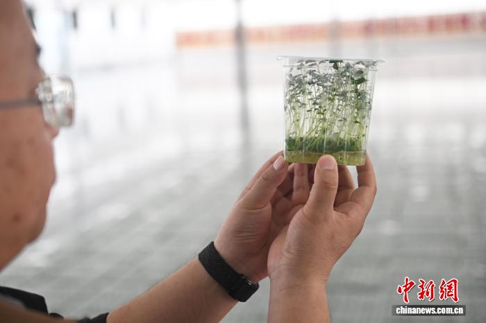 В Динси идёт сезон отбора семенного картофеля