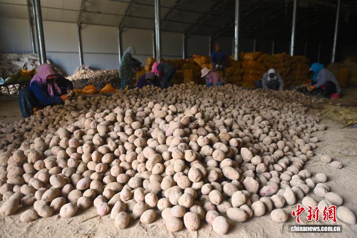 В Динси идёт сезон отбора семенного картофеля