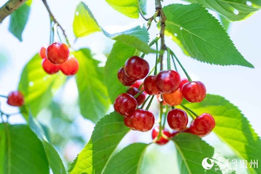 Богатый урожай вишни в Гуйчжоу