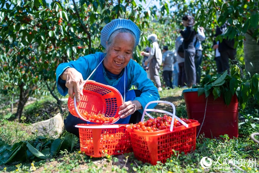 Богатый урожай вишни в Гуйчжоу