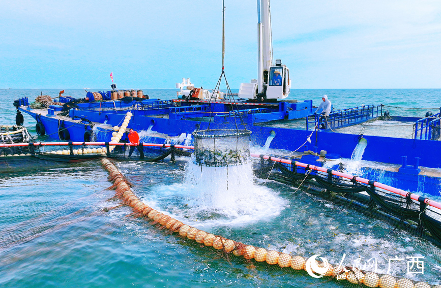 На морской ферме Гуанси открылся сезон лова помпано