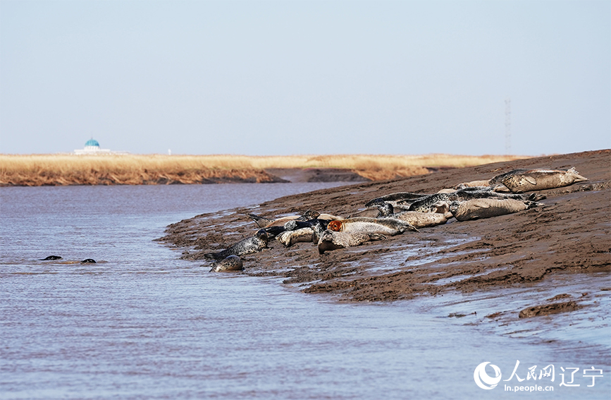 В водно-болотных угодьях Паньцзиня растет популяция ларги