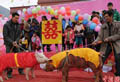 Конкурс свиней в Сычуане