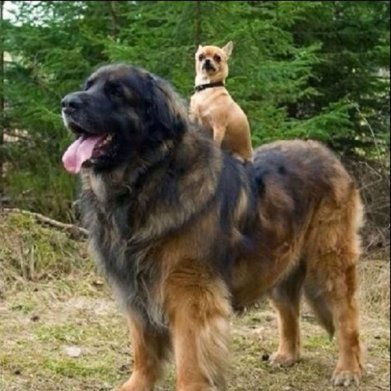 Простодушные и очаровательные гигантские собаки (17)