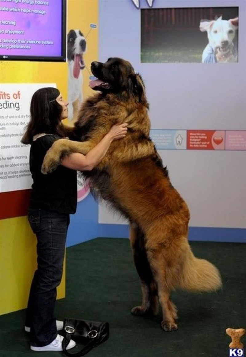 Простодушные и очаровательные гигантские собаки (11)