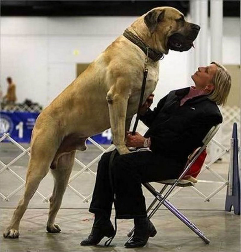 Простодушные и очаровательные гигантские собаки (4)