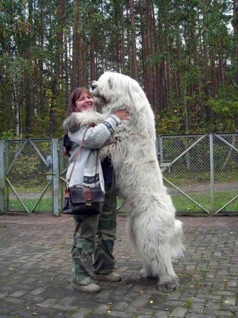 Простодушные и очаровательные гигантские собаки (2)