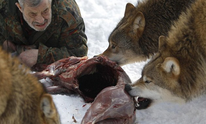 Бывший немецкий десантник делится мясом с волками (9)