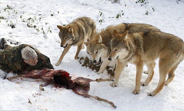Бывший немецкий десантник делится мясом с волками (7)