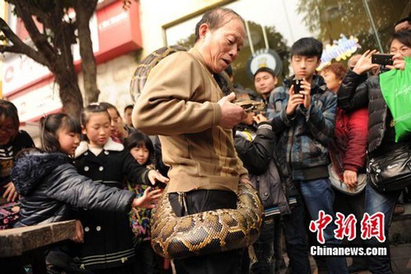 В преддверии года Змеи, жители города Чунцина гладят питонов "на счастье" (6)