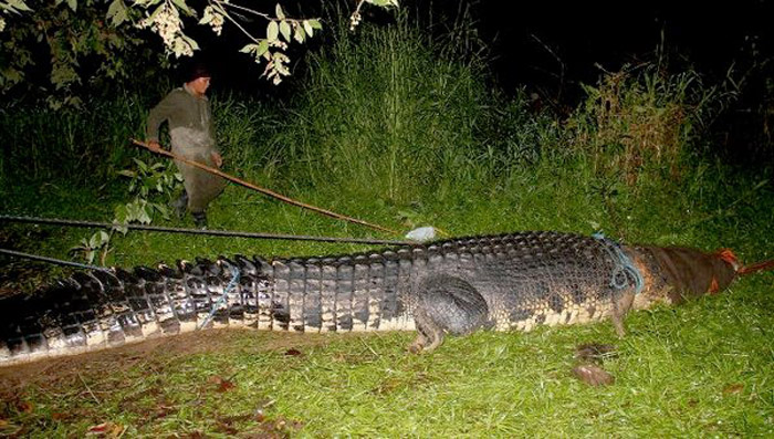 Самый большой в мире крокодил скончался на Филиппинах (4)