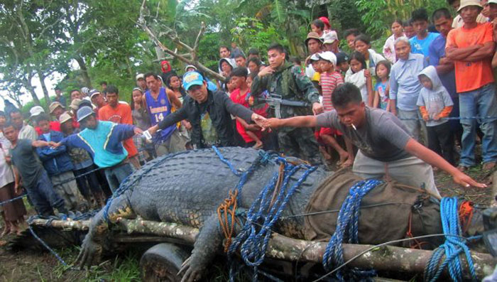 Самый большой в мире крокодил скончался на Филиппинах (2)