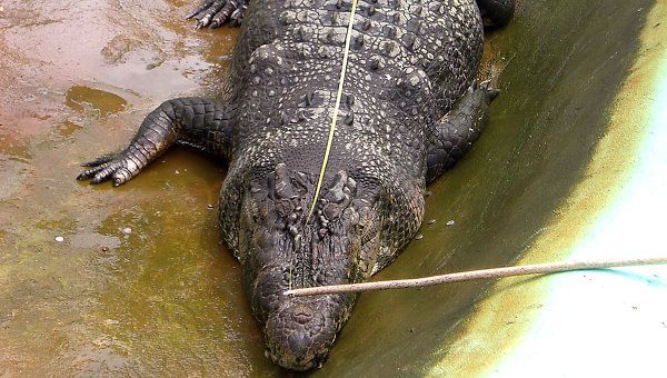 Самый большой в мире крокодил скончался на Филиппинах (3)