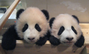 Две китайские панды прибыли на родину