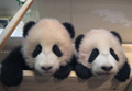 Две китайские панды прибыли на родину