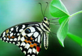 Фотографии: Прелестные бабочки