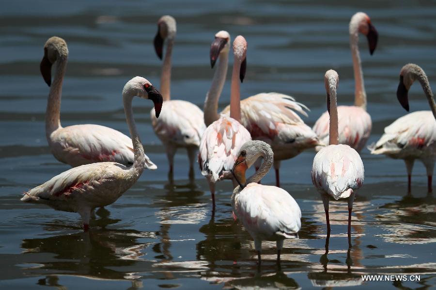 Озеро Богория в Кении -- рай фламинго (5)