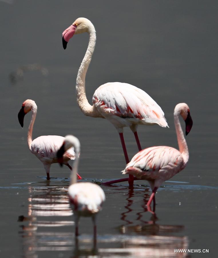 Озеро Богория в Кении -- рай фламинго (7)