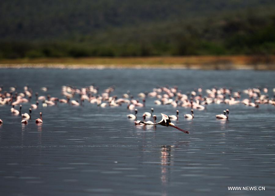 Озеро Богория в Кении -- рай фламинго (3)