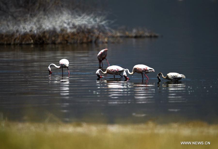 Озеро Богория в Кении -- рай фламинго (2)