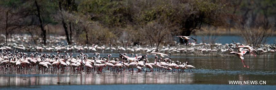 Озеро Богория в Кении -- рай фламинго (6)